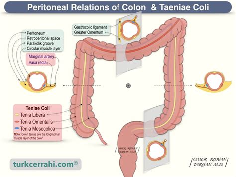 Anatomy Of The Colon