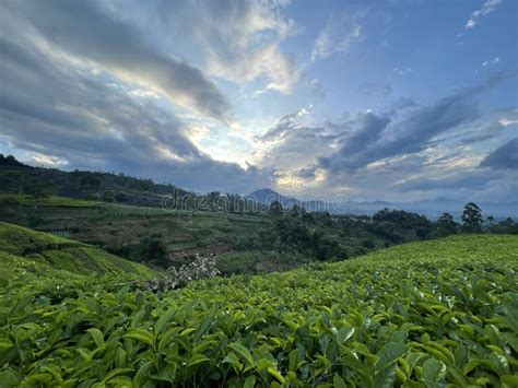 Ciwidey Tea Plantation in Bandung,Indonesia Stock Photo - Image of cloud, hill: 262410900