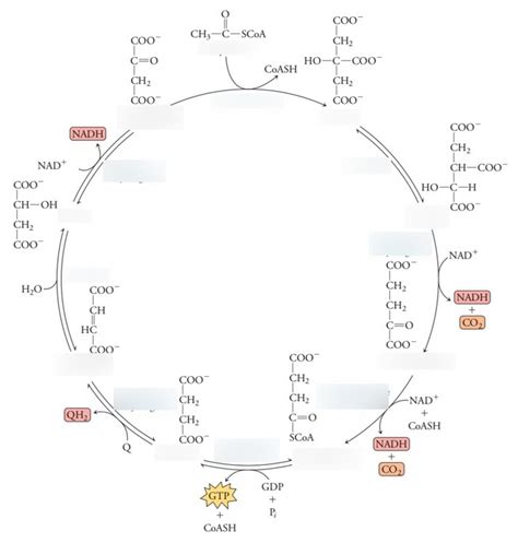 Citric Acid Cycle Diagram Diagram Quizlet