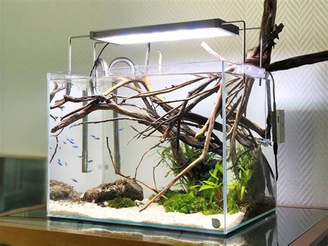 Minimalist And Cleaned Nano Freshwater Tank Tiere