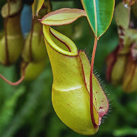 Mastering Nepenthes Care In India A Guide To Thriving Pitcher Plants