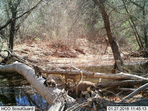 Wild Cam: Researchers find high mammal diversity in Sonora - The