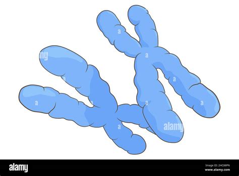 Submetacentric chromosome Cut Out Stock Images & Pictures - Alamy