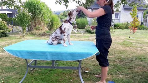 Hundetraining Welpe übt für den Tierarzt Tierarzt Besuch mit dem