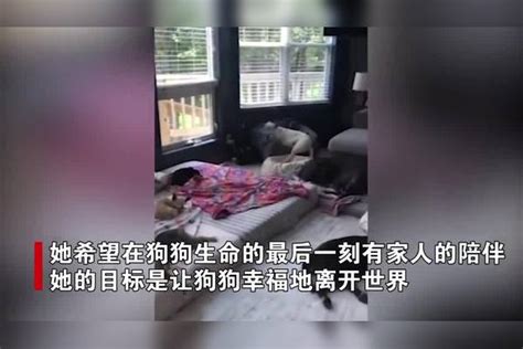 女子受父亲的杜宾犬启发，把家改造成狗狗关怀所，屋内场面太有爱关爱流浪狗狗狗养狗的乐趣杜宾狗狗启发