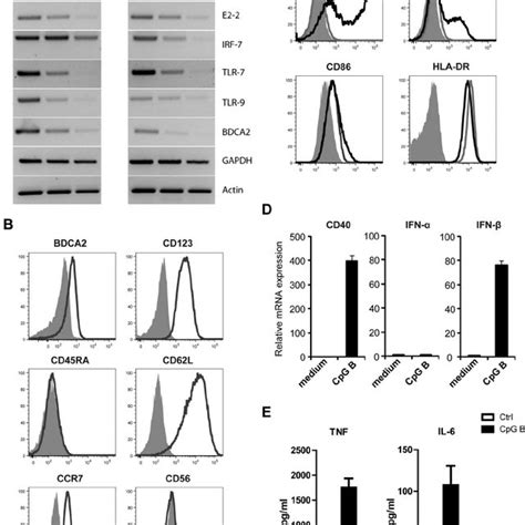 Cal Cells Closely Resemble Primary Pdcs A The Leukemic Pdc Cell