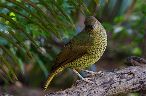 Daily Photo: Satin Bowerbird | Beckie and Jeremy Take on the World!