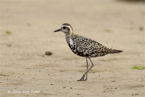 Pacific Golden Plover – Birds of Singapore