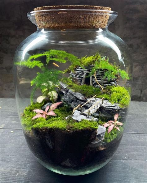 Babylon Terrariums On Instagram One Of The Most Recent Terrariums To