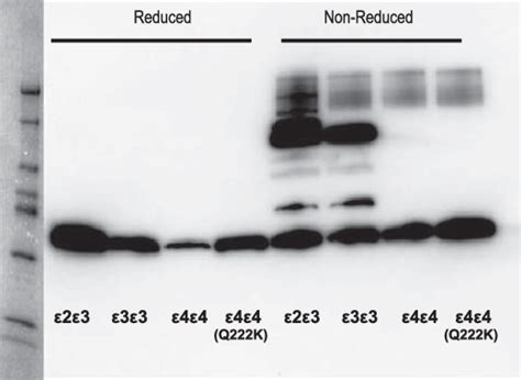 Comparison Of Apoe Protein Complexes Between The Q K Mutation And