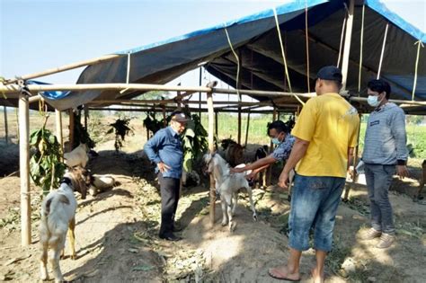 Pedagang Hewan Kurban Di Mataram Diminta Terapkan Protokol COVID 19