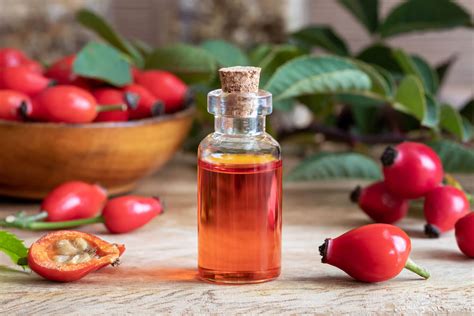 Rose Hip During Pregnancy Benefits And Side Effects Being The Parent