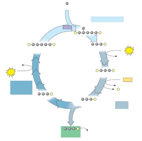 Calvin Cycle Diagram Diagram Quizlet