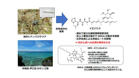 沖縄のサンゴ礁にすむ海洋生物から強力な細胞増殖阻害物質を発見 －抗がん剤への応用が期待－ 弘前大学