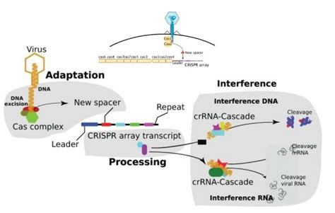 The 3 Important Phases Of Crispr Cas Immune System The Download Scientific Diagram