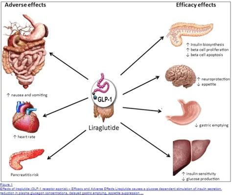 Is Hypothalamic Obesity Disorder Causing your Thyroid Symptoms?