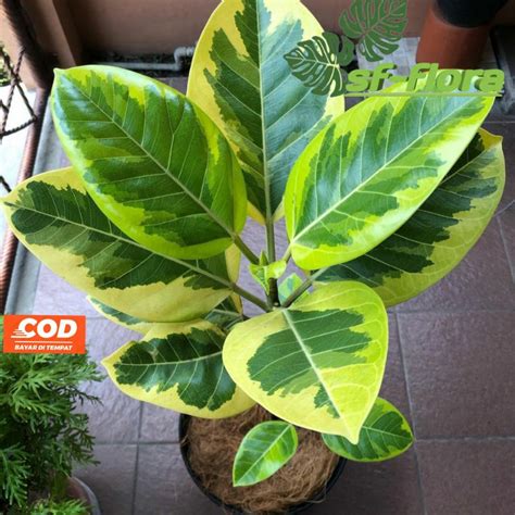 Jual Tanaman Hias Karet Kebo Golden Kerbau Varigata Ficus Elastica