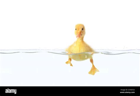 Cute duckling swimming in water on white background Stock Photo - Alamy