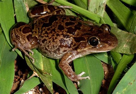 Flat-headed Frog | Western Australian Museum