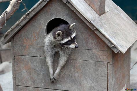 Avoir Un Raton Laveur Domestique Que Faut Il Savoir