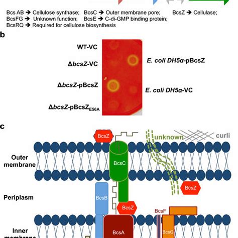 The Cellulose Biosynthesis Operon Gene Organization Proteins And