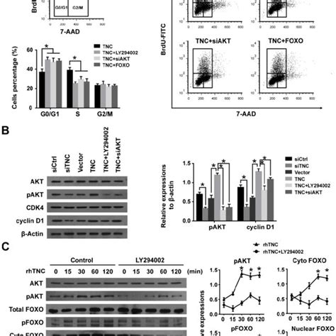 Tnc Promotes Pancreatic Cancer Cell Proliferation Via The Modulation Of