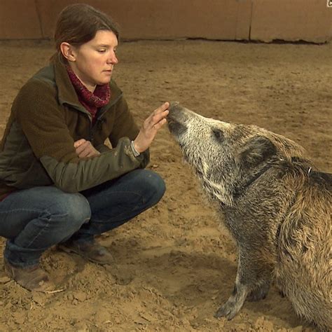 Ungewöhnliche Freundschaft Jägerin zieht Wildschwein auf SWR Heimat