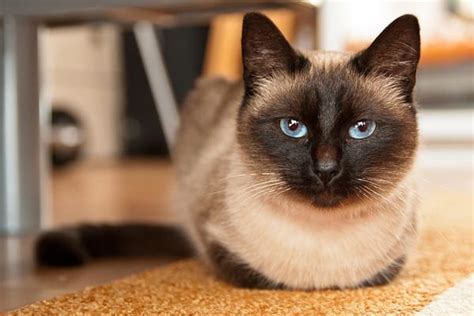 The Top 10 Smartest Cat Breeds