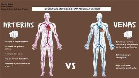 Arterias Vs Venas By Omayma Chaoui On Prezi