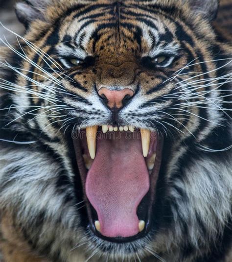 Sumatran tiger roar editorial photography. Image of sumatran - 42810992 ...