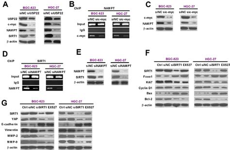 Usp22 Promotes In Vitro Gc Progression Via C Mycnampt Sirt1 Dependent