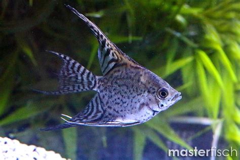 Skalar Leopard Pterophyllum Scalare MasterFisch