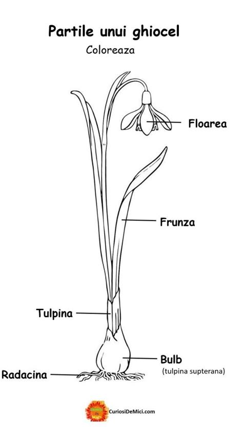 Partile Componente Ale Unei Plante Ghiocelul Curio I De Mici Diy