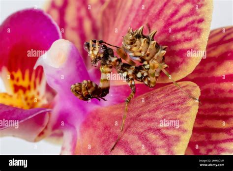 A Close Up Of A Spiney Flower Praying Mantis Nymph On An Orchid