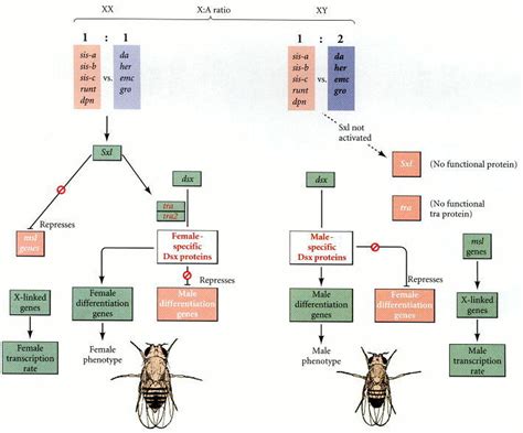 Chromosomal Sex Determination In Drosophila Developmental Biology