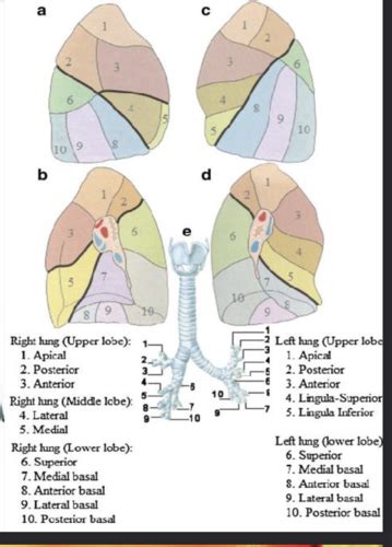 Thorax And Lungs Flashcards Quizlet