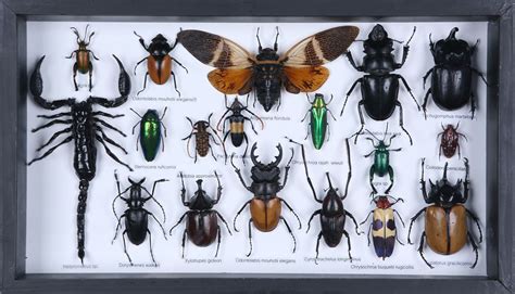 Mounted Tropical Insects Entomology Collection Framed Taxidermy No