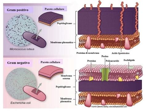 Colorazione Di Gram Distinguere E Classificare I Batteri