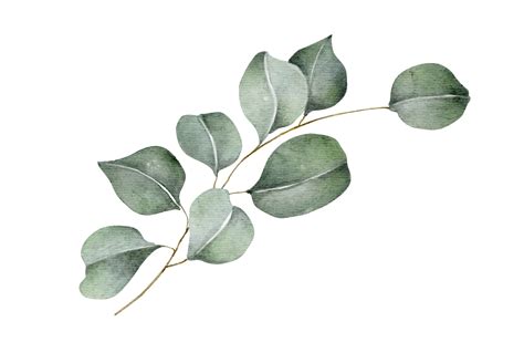 Green Eucalyptus Leaves And Branches Watercolor Illustration