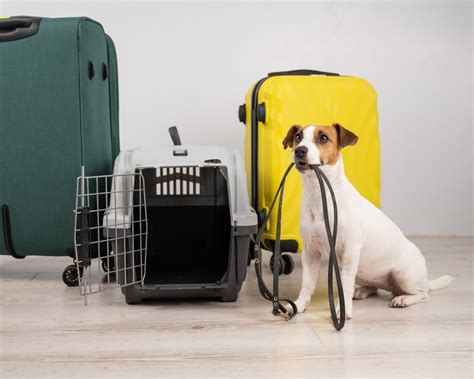 Tips Para Dejar Tu Mascota En Buenas Manos Mientras Viajas Jelpit