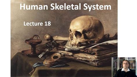 LECTURE 18 Human Skeletal System YouTube