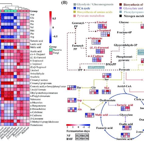 A The Correlation Of Differential Metabolites And Differential