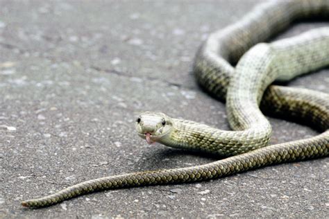 日本のヘビの種類は？写真や画像付き一覧で名前や生態を紹介！ 生物モラトリアム