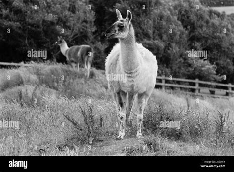 White Llamas Black And White Stock Photos And Images Alamy