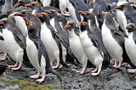 Macaroni Penguin – "OCEAN TREASURES" Memorial Library