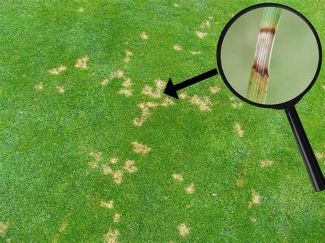 Dollar Spot Fungus Effective Prevention And Treatment Methods