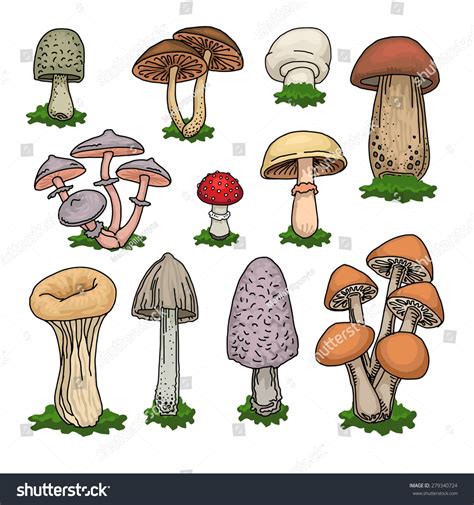 Various Hand Drawn Colorful Mushrooms Set Stock Vector Royalty Free