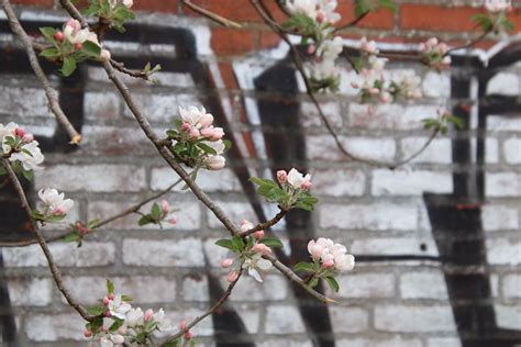 Apples And Graffiti My City Backyard Album Flic Kr S Ahsm Flickr