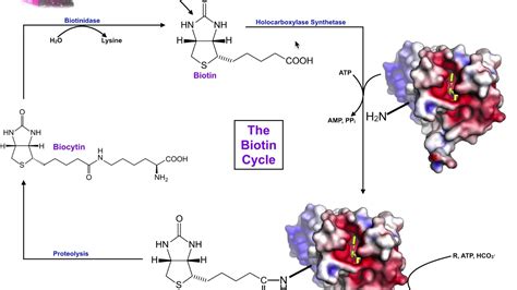 The Biotin Cycle | Mammalian Biotin (Vitamin B7) Metabolism & Processing - YouTube