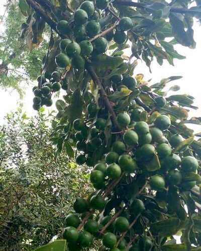 watered macadamia nut outdoor plant  garden   price